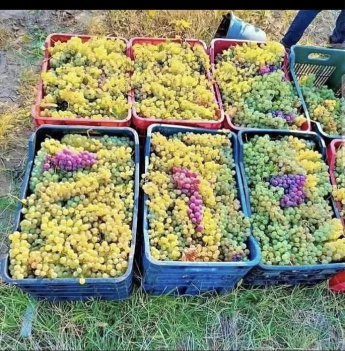 Struguri de vin toate soiurile disponibil cu transport gratuit