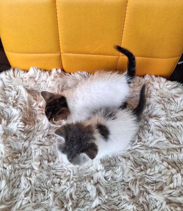Котенца търсят дом-Варна