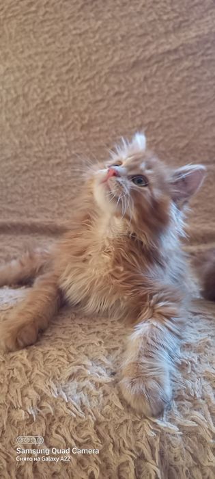 Продам котят мейн кун