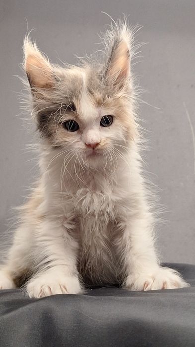 12 Чемпионов Мира в родословной