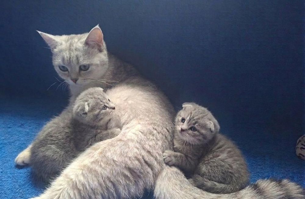 Чисто кровные котята