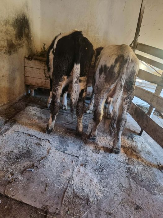 Vând  doi viței foarte  buni