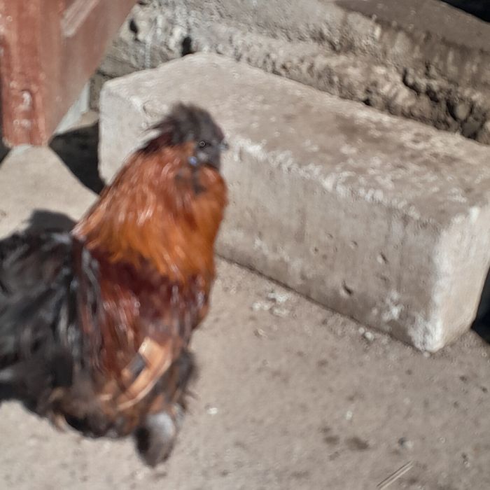 Cocosi pitici montați și încălțati