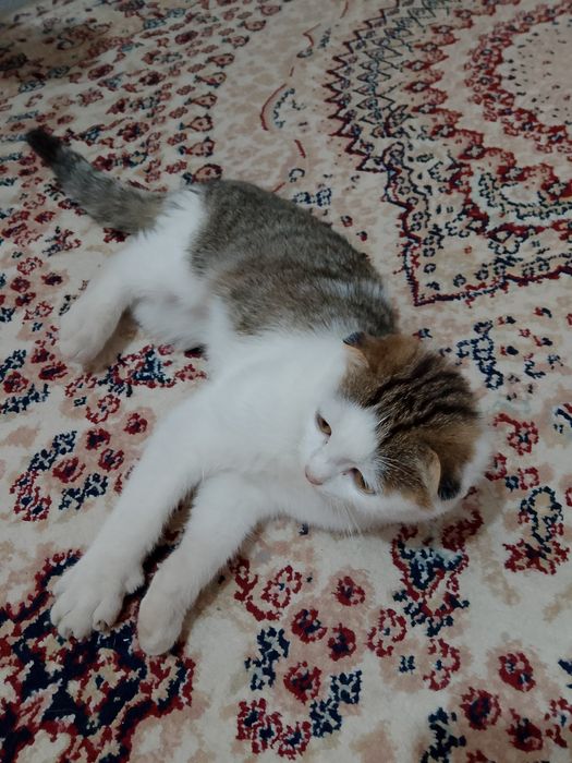 Котёнок шустрый игривый