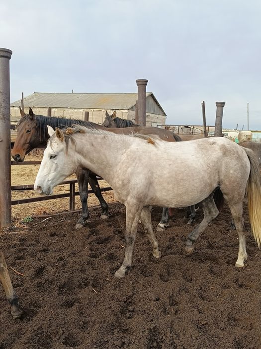 Байтал сатылады сатылады