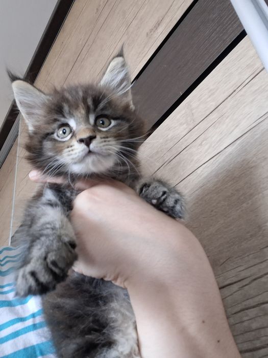Продаются Мэйнкун