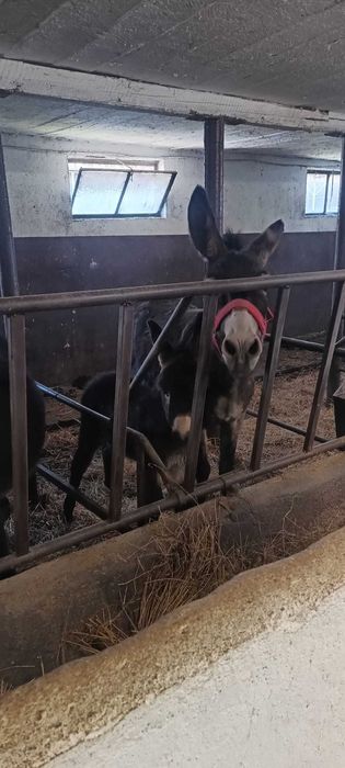 animale domestice de vanzare