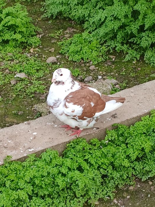 Porumbei gălățeni