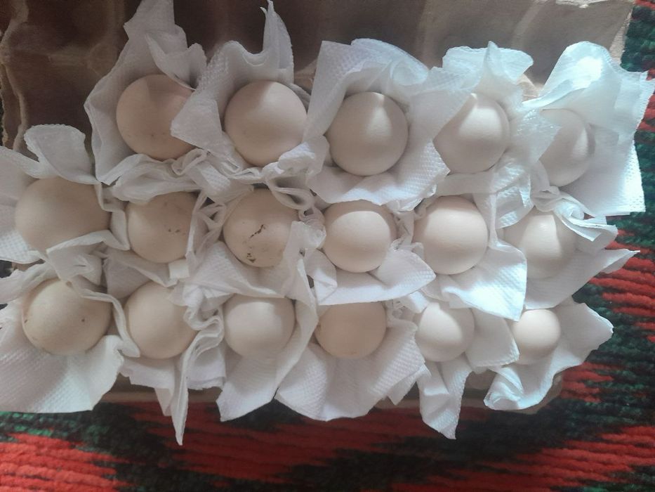 Гегант кора шахзода товуклари тухумлари сотилади.