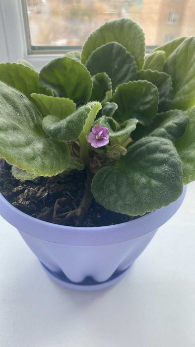 Продам комнатные фиалки