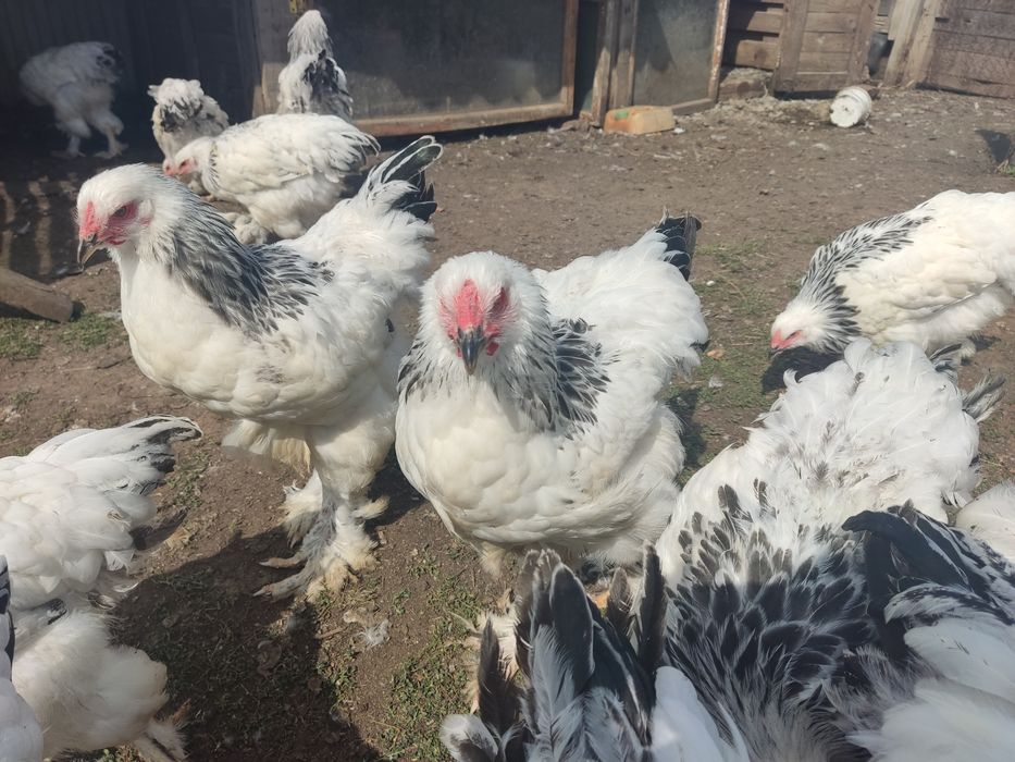 Продам цыплят брама белые