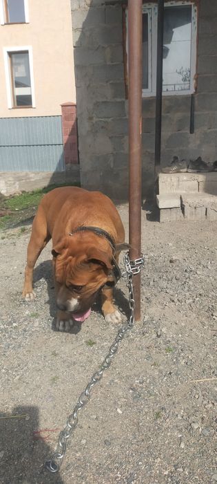 Продам баксера кобель два года