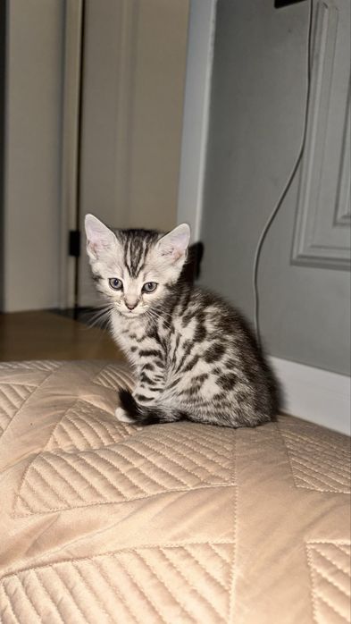 Продам котенка бенгал