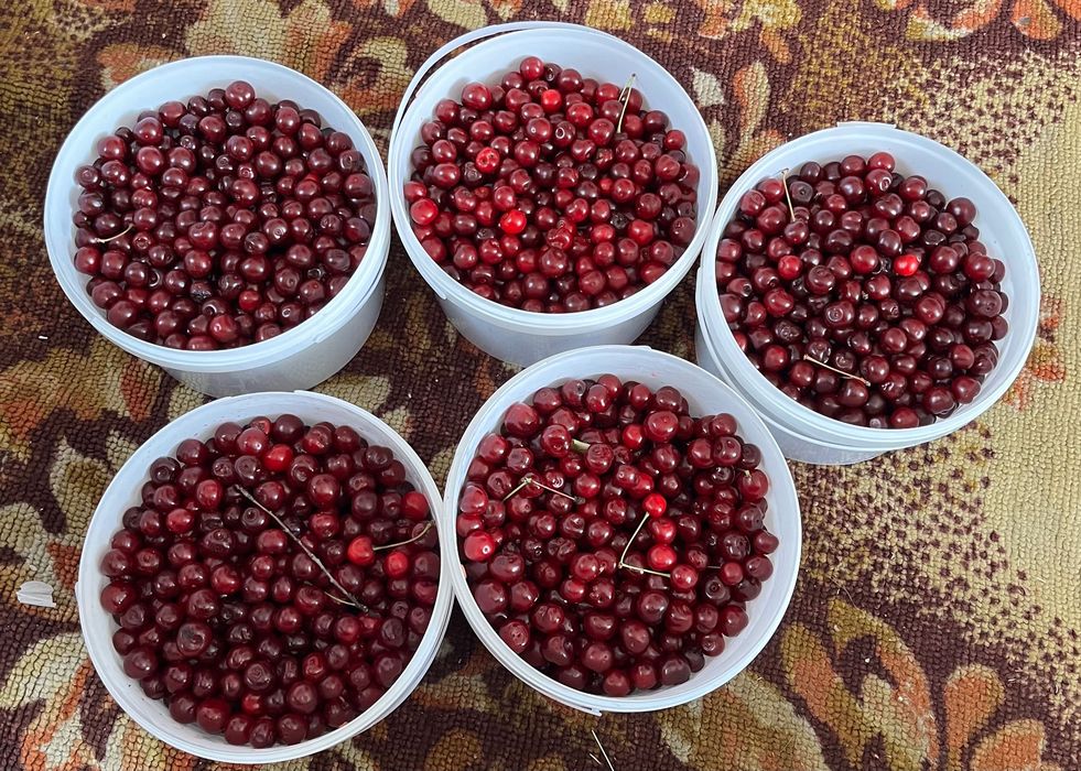 Продам вишню на заказ