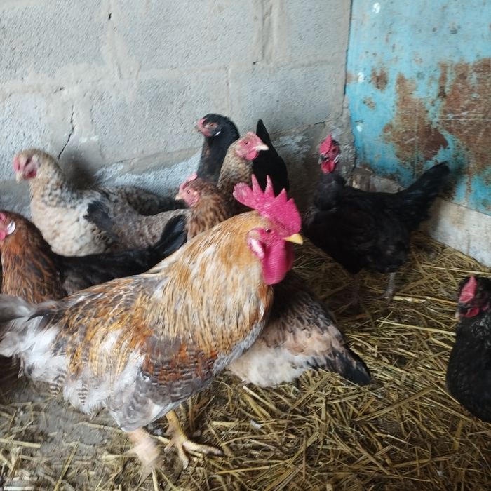 Продам куры домашние