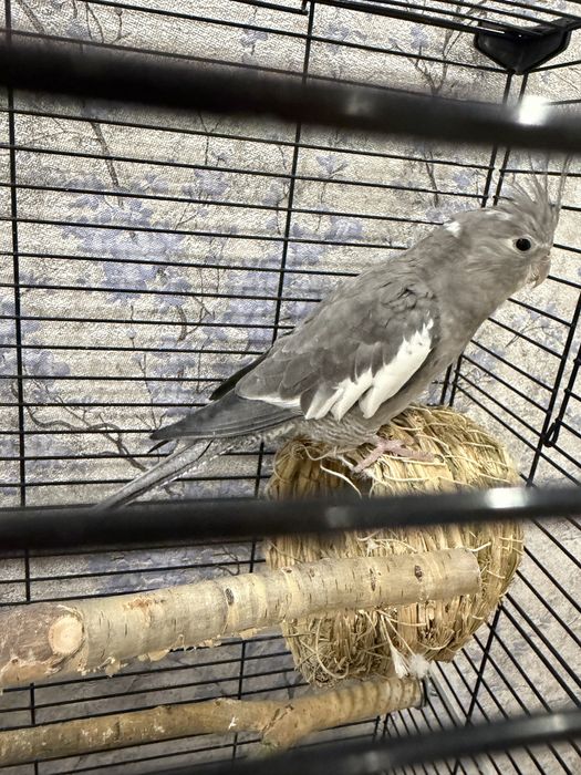 Попугай Корелла безщёкая