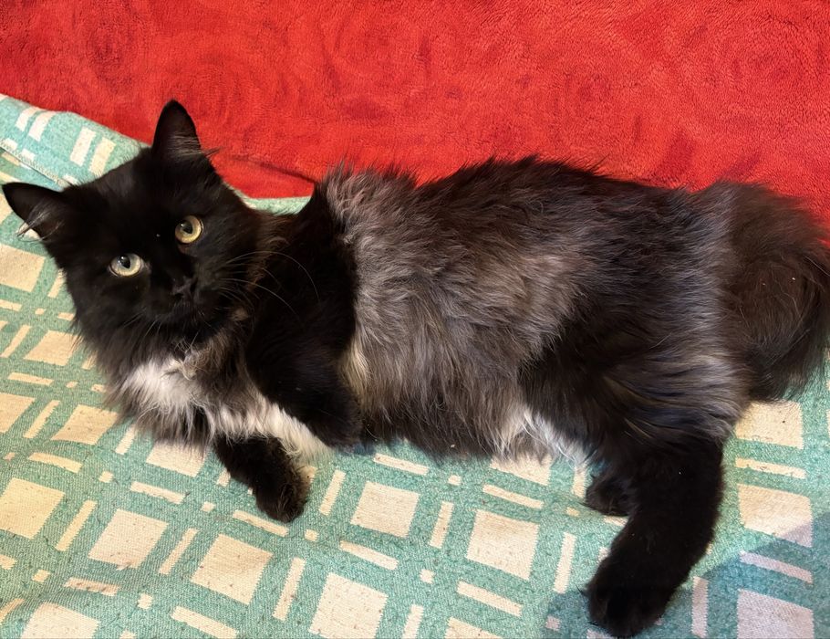 Красавица и умница ищет дом