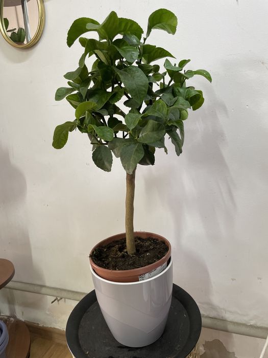 Лимон домашний