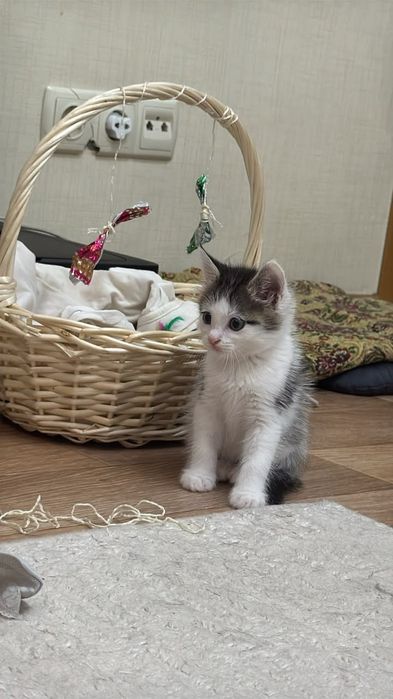 Котёнок в хорошие руки