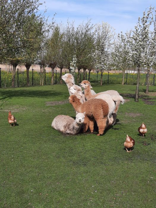Vând alpaca tinere si mature
