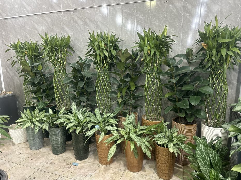 Оптом ва донага хонаки гуллар тувакда офис учун