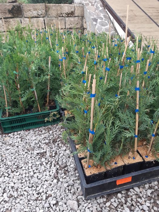 Tuia,Leylandii chiparos pana la 110 cm, calitate, nu e fir subtire
