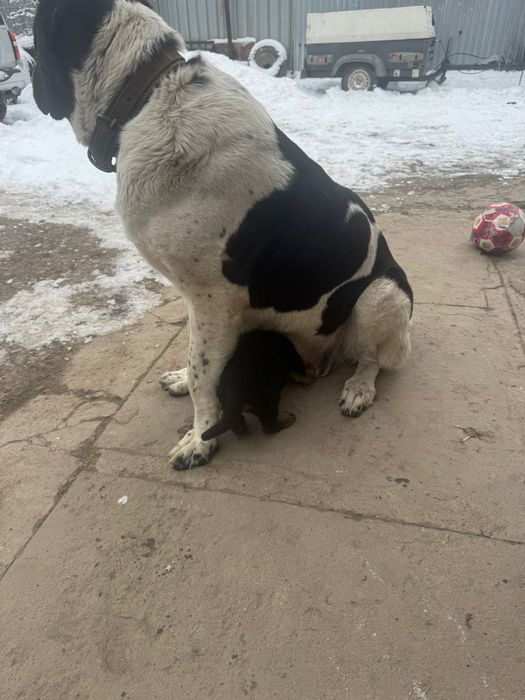 Продам щенка алабая