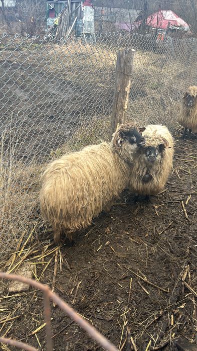 Vand doaua oii de un an ,