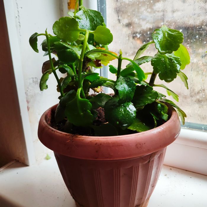 Каланхоэ цветок для дома