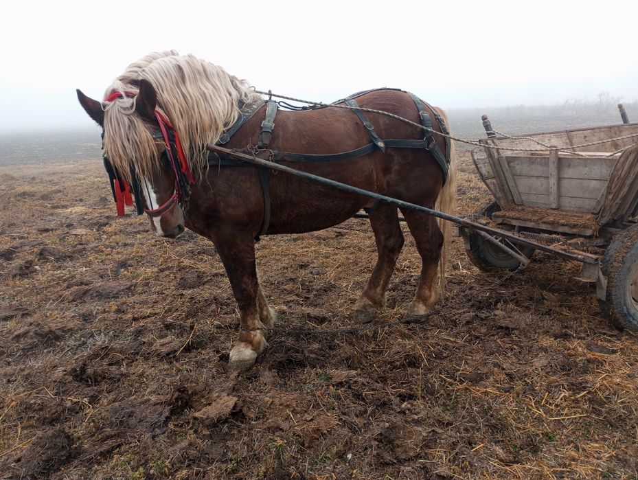 Armasar (semigreu) de vanzare - 5 ani