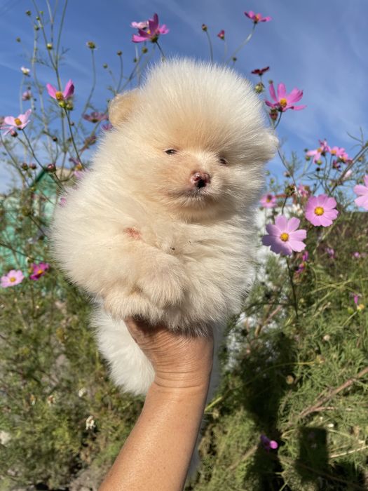 Щенки шпица