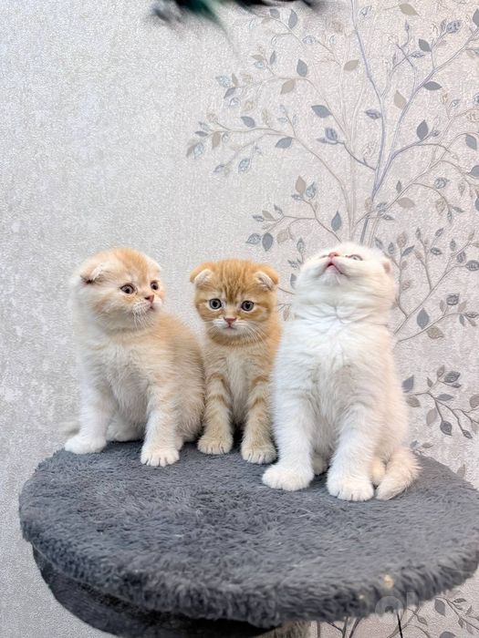 Шотландский вислоухие
