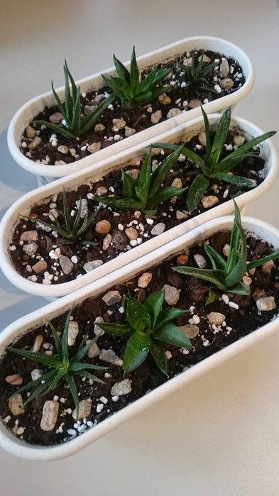 Суккуленты Опунция Кактусы Пеперомия Агава