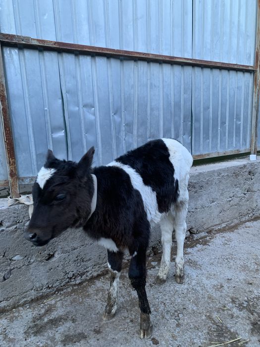 Голштейн бұзауы сатылады