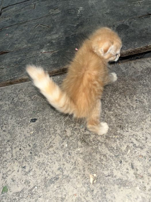 Котята ласковый хорошый