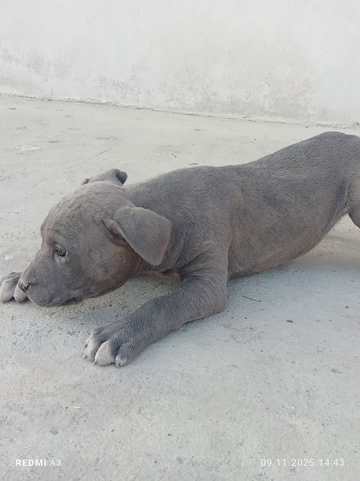 Продаётся Собака питбуль