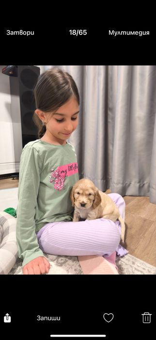 Кокер шпаньол  Ваксинирани с паспорт