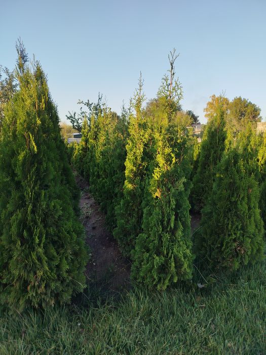 Продам туй смарагд и голден глоб