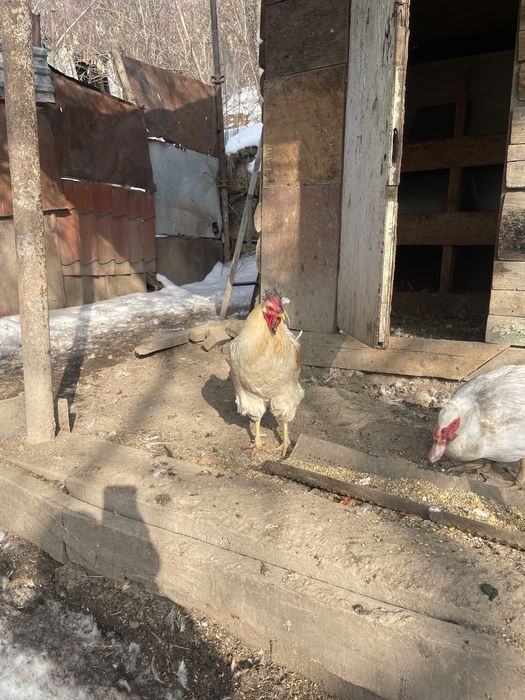 Продам домашних петушков