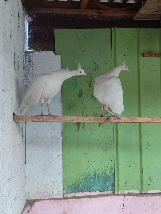 Ак павлин сатылады