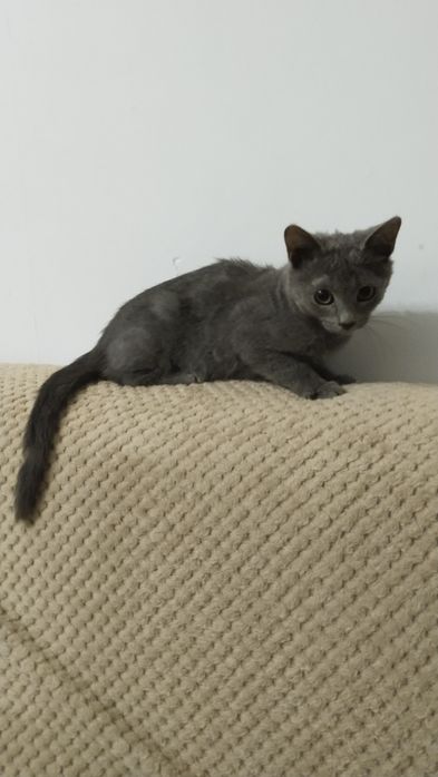 Отдам котёнка хорошим людям