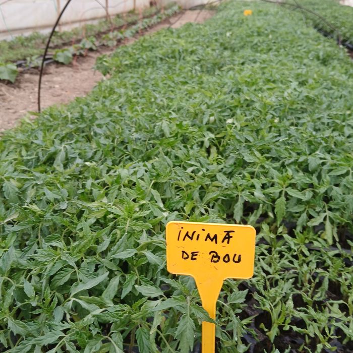 Răsaduri legume foarte frumoase