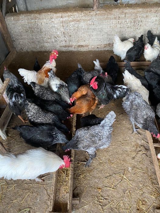 Инкубационные яйцо