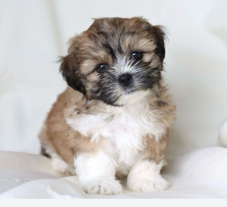 Bichon havanez 650 lei