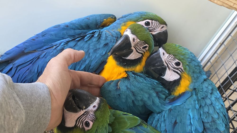 Бебета Синьожълта Ара