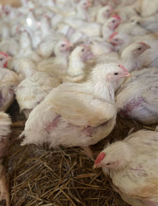 Pui alb de carne de vanzare