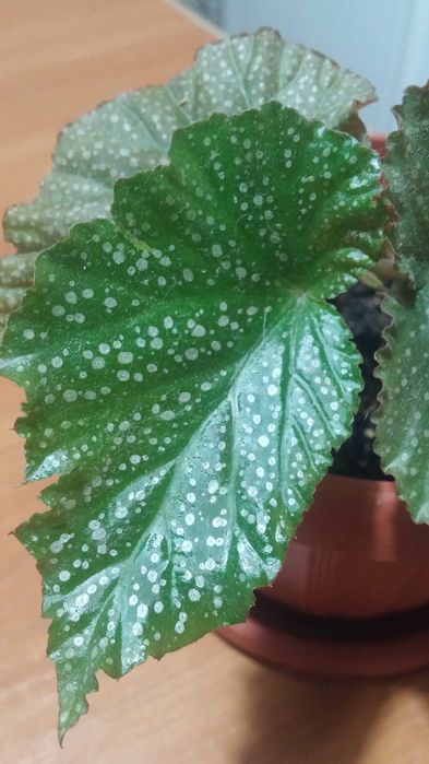 Бегония коралловая