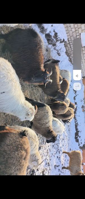 Ешкі сатылады. Козы.