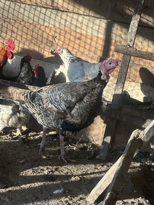 Продам индюк жырныи