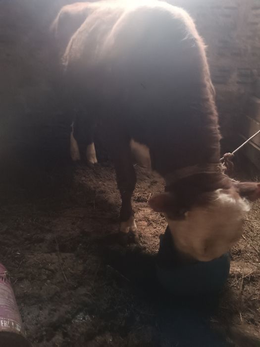 Продам двоих быков